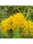 Stiff Goldenrod Çiçeği Tohumu (100 Tohum) 1