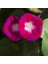 Crimson Rambler Gündüz Sefası Çiçeği Tohumu (10 Tohum) 3