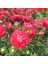 Pompon Paeony Duchesse Crimson Aster Çiçeği Tohumu (50 Tohum) 2