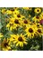 Golden Elegance Rudbekya Çiçeği Tohumu (50 Tohum) 1