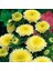 Sarı Pompon Aster Çiçeği Tohumu(50 Tohum)Ohum) 3