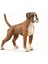 Boxer 1