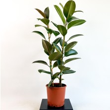 Fidan Burada Kauçuk Bitkisi Ficus Elastica 2 Gövdeli 100 120 Cm