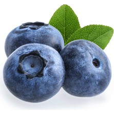Grow Botanik Yaban Mersini Blueberry Bluegold Meyve Fidanı 2 Yaş Muz Fidanı