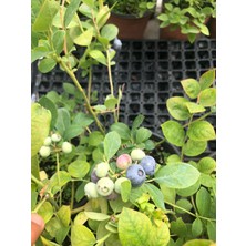 Grow Botanik Yaban Mersini Blueberry Bluegold Meyve Fidanı 2 Yaş Muz Fidanı