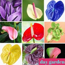 Day Garden Daygarden 10 Farklı Renk Antoryum Tohumu + 10 Adet Hediye Karışık Gül Tohumu