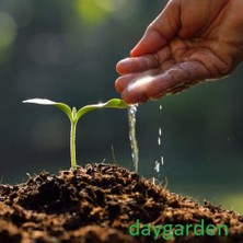 Day Garden Daygarden 100 Adet Turuncu Ters Lale Çiçeği Tohumu + 10 Adet Hediye K.gül Çiçek Tohumu