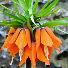 Day Garden Daygarden 10 Adet Turuncu Ters Lale Tohumu (Ağlayan Gelin Himaliya Çiçeği) + 10 Adet Hediye Karışık Renk Gül T