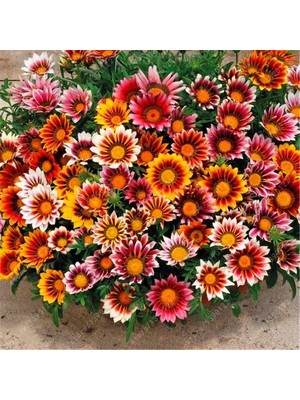 Melek Tohum Meramlı Kız Çiçeği (Gazanıa) 20 Adet