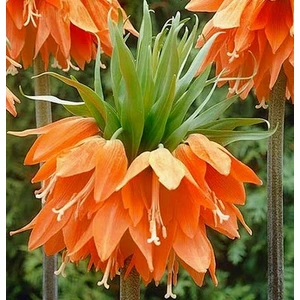 Day Garden Daygarden 100 Adet Turuncu Ters Lale Çiçeği Tohumu + 10 Adet Hediye K.gül Çiçek Tohumu