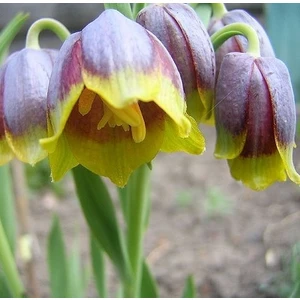 Day Garden Daygarden 25 Adet Sarı Mor Ters Lale Tohumu (Ağlayan Gelin Himaliya Çiçeği) + 10 Adet Hediye Karışık Renk Gül