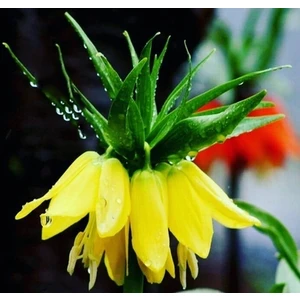 Day Garden Daygarden 10 Adet Sarı Ters Lale Tohumu (Ağlayan Gelin Himaliya Çiçeği) + 10 Adet Hediye Karışık Renk Gül Toh