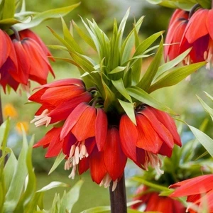 Day Garden Daygarden 10 Adet Kırmızı Ters Lale Tohumu (Ağlayan Gelin Himaliya Çiçeği) + 10 Adet Hediye Karışık Renk Gül T