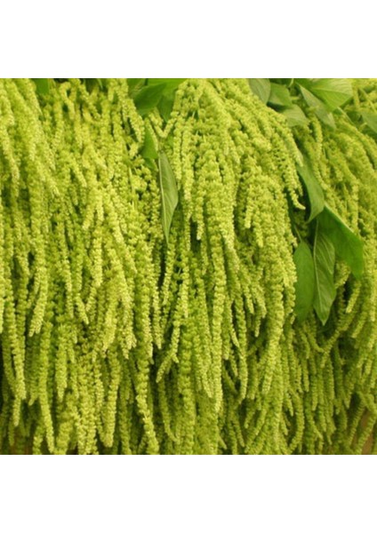 Amaranthus Caudatus Çiçeği Tohumu (50 Tohum) modelleri