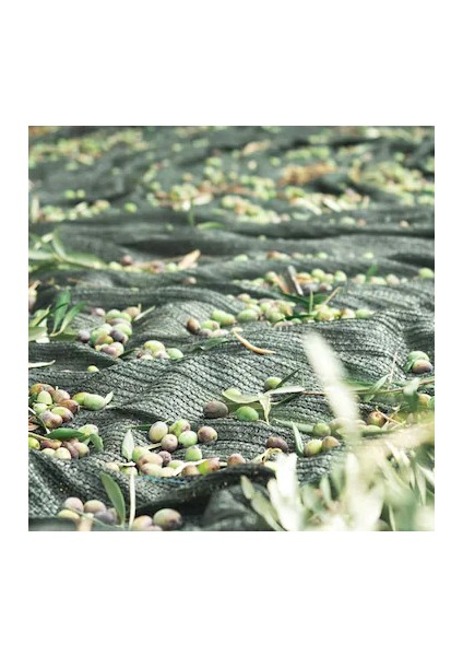 4 x 6 Zeytin Sergisi