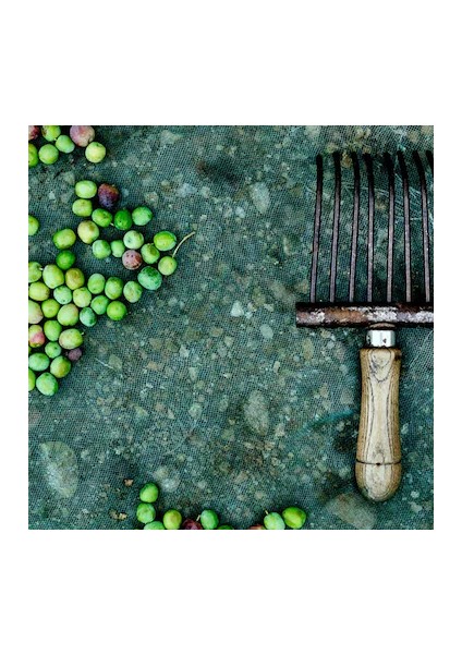 4 x 6 Zeytin Sergisi