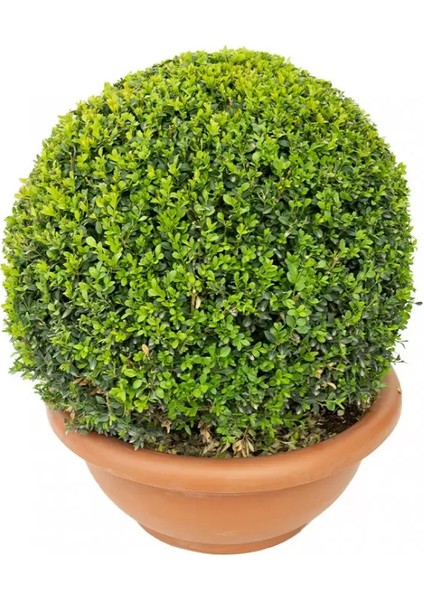 Buxus Sempervirens Ball Top Formlu Şimşir