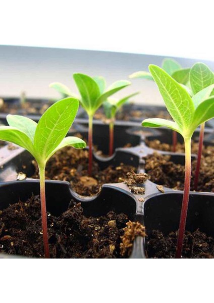 48 Göz (25 Adet) Viyol Fide Yetiştirme Viyolü Fidan Yetiştirme Kabı Çilek Sebze Meyve Süs Bitkisi Skulent Fidelik fırsatları