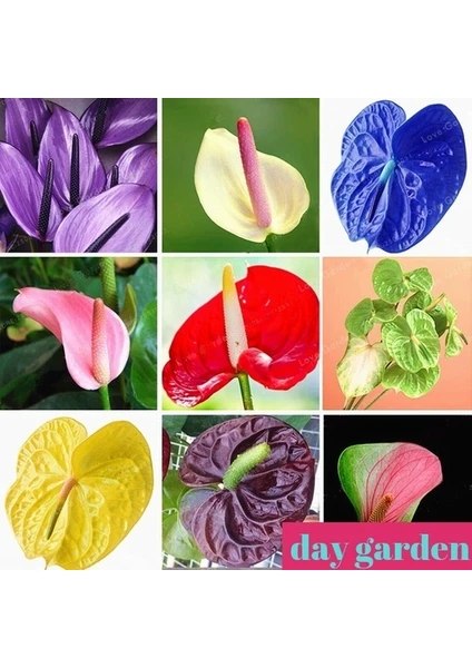 Day Garden Daygarden 10 Farklı Renk Antoryum Tohumu + 10 Adet Hediye Karışık Gül Tohumu