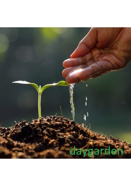 Daygarden 100 Adet Turuncu Ters Lale Çiçeği Tohumu + 10 Adet Hediye K.gül Çiçek Tohumu