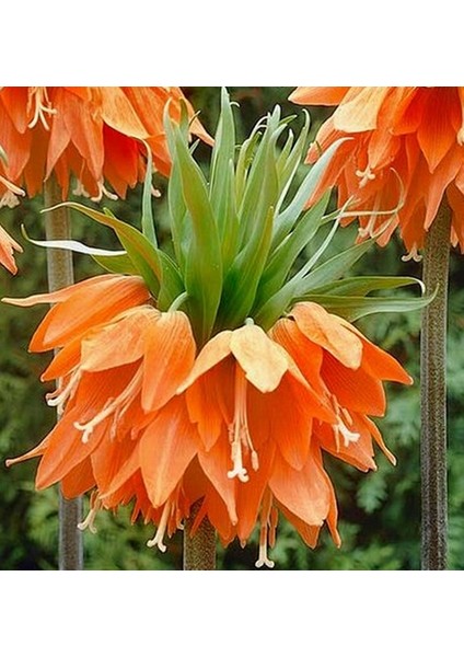 Daygarden 10 Adet Turuncu Ters Lale Çiçeği Tohumu + 10 Adet Hediye K.gül Çiçek Tohumu