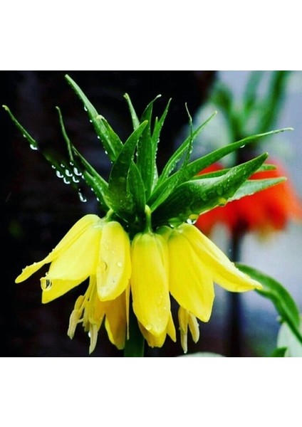 Daygarden 25 Adet Sarı Ters Lale Çiçeği Tohumu + 10 Adet Hediye K.gül Çiçek Tohumu