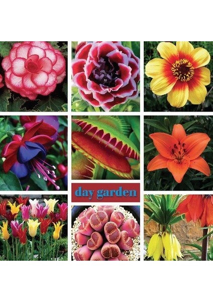 Daygarden 25 Adet Sarı Ters Lale Çiçeği Tohumu + 10 Adet Hediye K.gül Çiçek Tohumu fiyatları