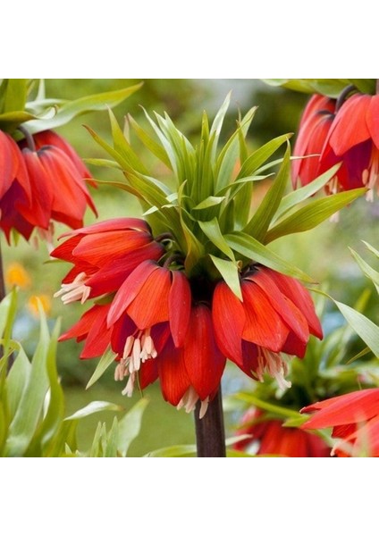 Daygarden 10 Adet Kırmızı Ters Lale Tohumu (Ağlayan Gelin Himaliya Çiçeği) + 10 Adet Hediye Karışık Renk Gül T