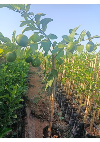 Mayer Limon Fidanı 150/180CM