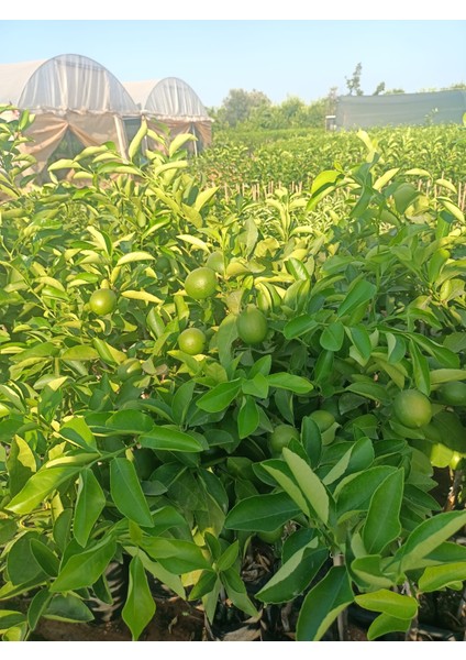 Mayer Limon Fidanı 150/180CM