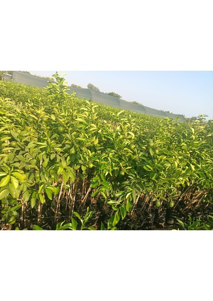 Mayer Limon Fidanı 150/180CM