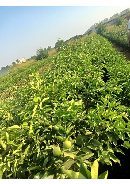 Mayer Limon Fidanı 150/180CM