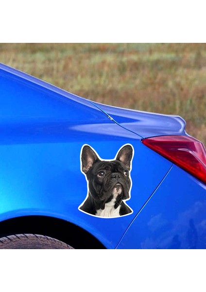 Fransız Bulldog Araba Sticker Yapıştırması 15CM