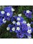 Limonium Sinuatum Lilac Lavender Deniz Lavantası Tohumu(30 Tohum) 1