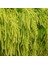 Amaranthus Caudatus Çiçeği Tohumu (50 Tohum) 3