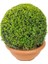 Buxus Sempervirens Ball Top Formlu Şimşir 1