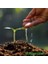 Daygarden 10 Adet Kırmızı Ters Lale Tohumu (Ağlayan Gelin Himaliya Çiçeği) + 10 Adet Hediye Karışık Renk Gül T 4