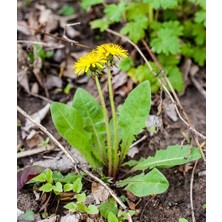 Xnews Pharmatea Karahindiba / Taraxacum Officinale 40 G