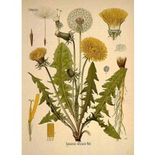 Xnews Pharmatea Karahindiba / Taraxacum Officinale 40 G