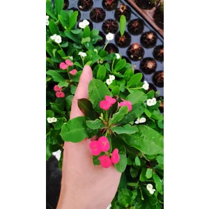 Ravza Sukulent Kaktüs Euphorbia Milli ( Dikenler Tacı ) Fidesi