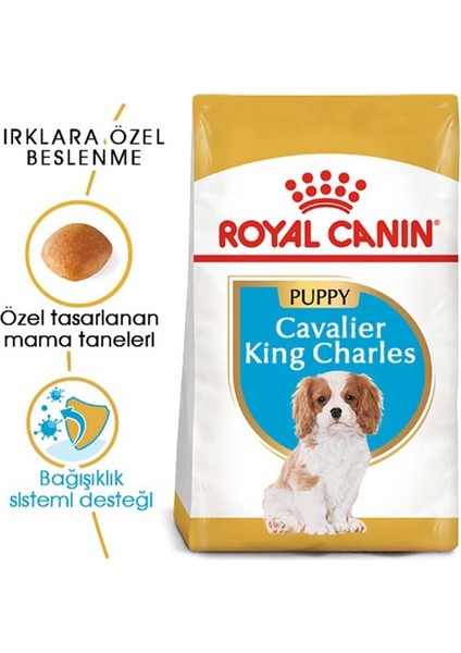 1.5Kg Cavalier King Charles Puppy Yavru Köpek Maması