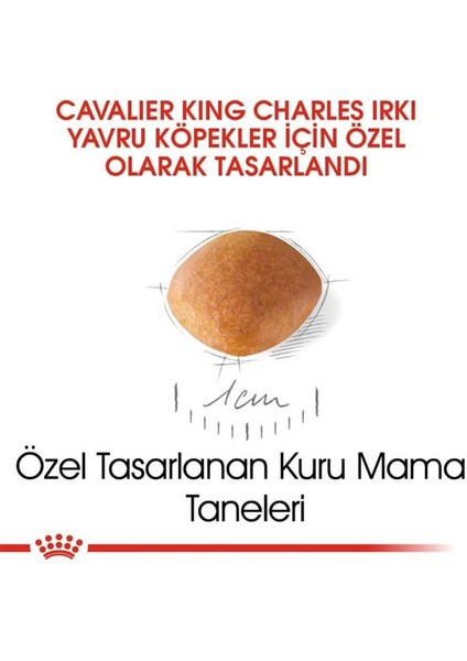 1.5Kg Cavalier King Charles Puppy Yavru Köpek Maması