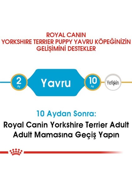 1.5kg Yorkshire Terrier Puppy Yavru Köpek Maması