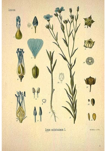Pharmatea Keten Tohumu - Tane / Linum Usitatissimum 200 G modelleri