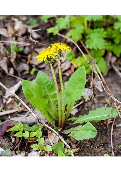 Pharmatea Karahindiba / Taraxacum Officinale 40 G fiyatları