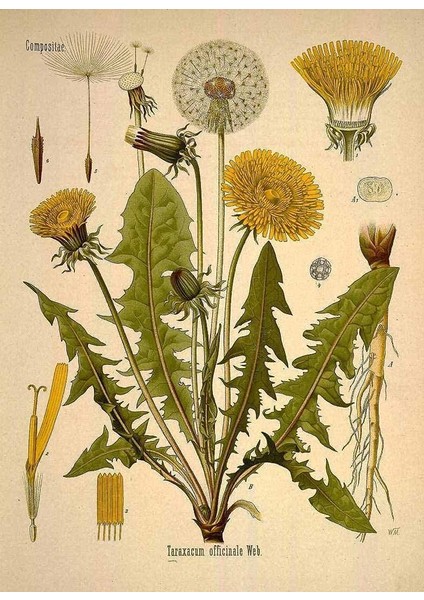Pharmatea Karahindiba / Taraxacum Officinale 40 G modelleri