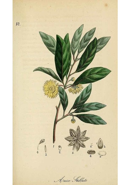 Pharmatea Yıldız Anason / Illicium Verum 100G modelleri