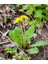 Pharmatea Karahindiba / Taraxacum Officinale 40 G 2