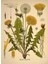 Pharmatea Karahindiba / Taraxacum Officinale 40 G 3