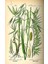 Pharmatea Yulaf Otu - Yeşil Yulaf / Avena Sativa 25G 2